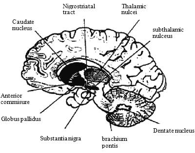 brainstem location